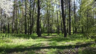 Gündüz yeşil orman, hava manzarası