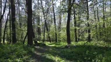 Gündüz yeşil orman, hava manzarası