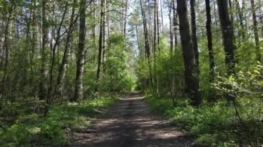 Gündüz yeşil orman, hava manzarası