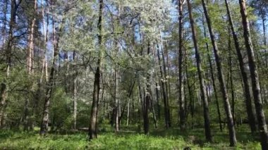 Gündüz yeşil orman, hava manzarası
