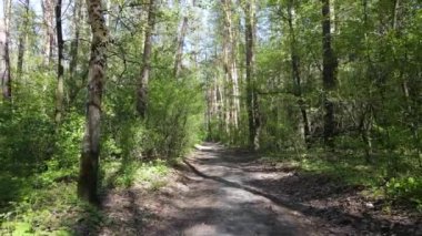 Gündüz yeşil orman, hava manzarası