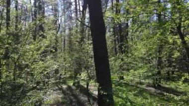 Gündüz yeşil orman, hava manzarası