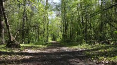 Gündüz yeşil orman, hava manzarası
