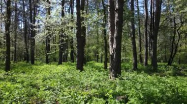 Gündüz yeşil orman, hava manzarası