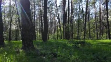 Gündüz yeşil orman, hava manzarası