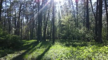 Gündüz yeşil orman, hava manzarası