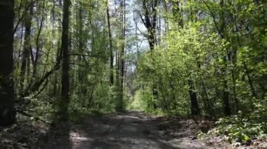 Gündüz yeşil orman, hava manzarası