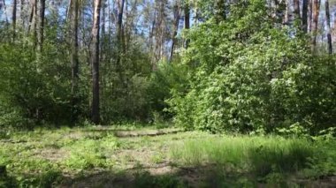 Gündüz yeşil orman, hava manzarası