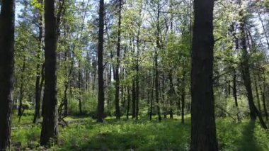 Gündüz yeşil orman, hava manzarası