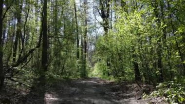 Gündüz yeşil orman, hava manzarası