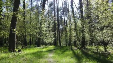 Gündüz yeşil orman, hava manzarası