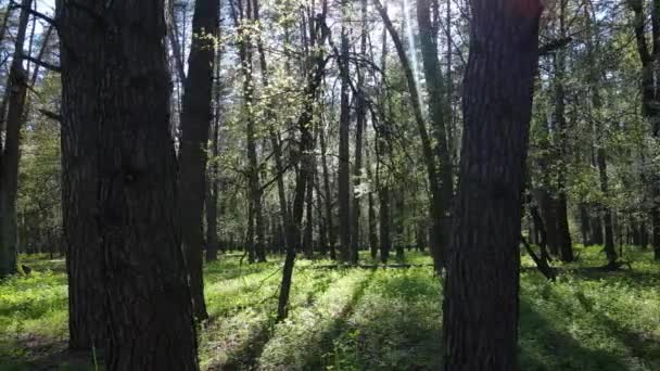 Bosque verde durante el día, vista aérea — Vídeos de Stock