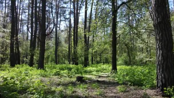 Grüner Wald am Tag, Luftaufnahme — Stockvideo