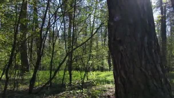 Зелений ліс протягом дня, вид з повітря — стокове відео