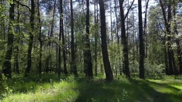 Bosque verde durante el día, vista aérea — Vídeos de Stock