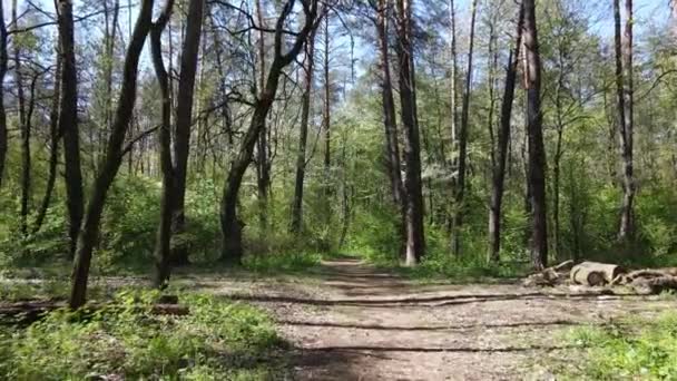 Green forest during the day, aerial view — Stock Video