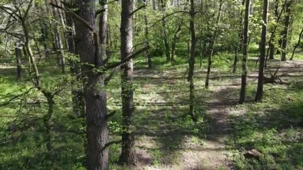 Forêt verte pendant la journée, vue aérienne — Video