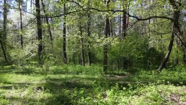 Groen bos overdag, vanuit de lucht — Stockvideo