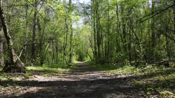 Grön skog under dagen, flygutsikt — Stockvideo