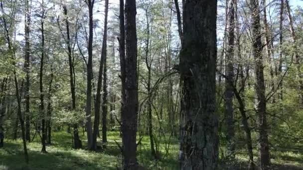 白天的绿色森林，鸟瞰 — 图库视频影像