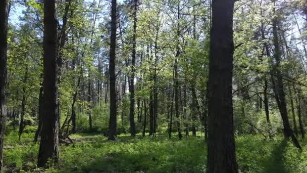 Green forest during the day, aerial view — Stock Video