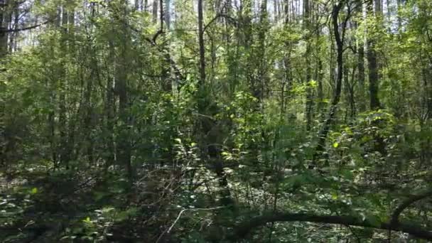 Forêt verte pendant la journée, vue aérienne — Video