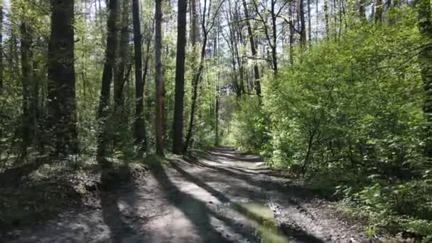 Groen bos overdag, vanuit de lucht — Stockvideo