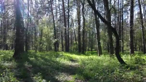 Grön skog under dagen, flygutsikt — Stockvideo