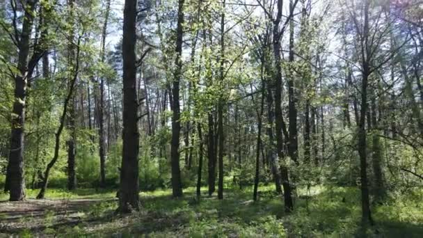 Bosque verde durante el día, vista aérea — Vídeo de stock