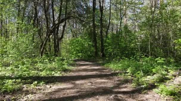 Green forest during the day, aerial view — Stock Video