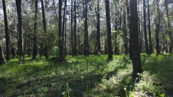 Green forest during the day, aerial view — Stock Video