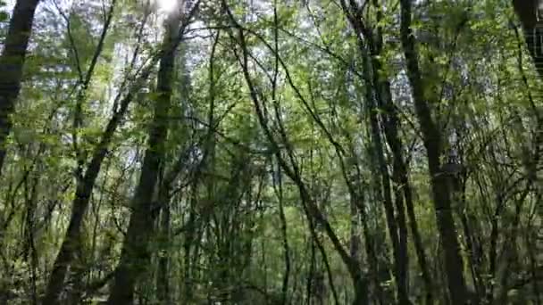 Floresta verde durante o dia, vista aérea — Vídeo de Stock