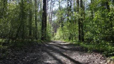 Gündüz yeşil orman, hava manzarası