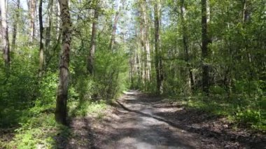 Gündüz yeşil orman, hava manzarası