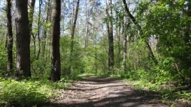 Gündüz yeşil orman, hava manzarası