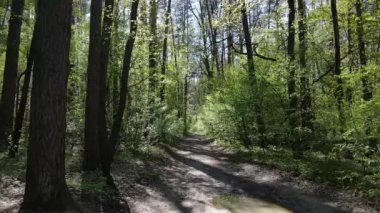 Gündüz yeşil orman, hava manzarası