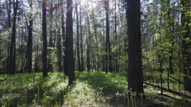 Gündüz yeşil orman, hava manzarası