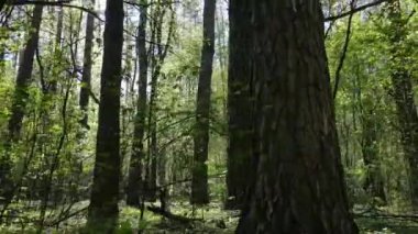 Gündüz yeşil orman, hava manzarası
