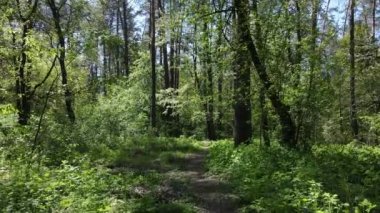 Gündüz yeşil orman, hava manzarası