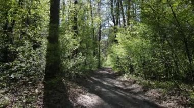Gündüz yeşil orman, hava manzarası