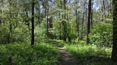 Gündüz yeşil orman, hava manzarası