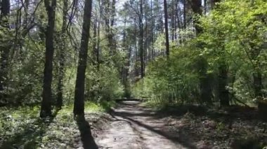 Gündüz yeşil orman, hava manzarası