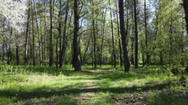 Gündüz yeşil orman, hava manzarası
