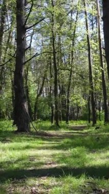 Gündüz boyunca yeşil ormanın dikey videosu