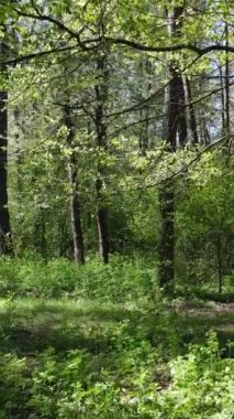 Gündüz boyunca yeşil ormanın dikey videosu