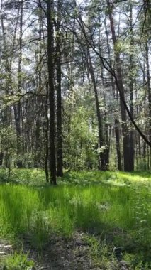 Gündüz boyunca yeşil ormanın dikey videosu