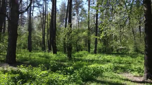 Floresta verde durante o dia, vista aérea — Vídeo de Stock