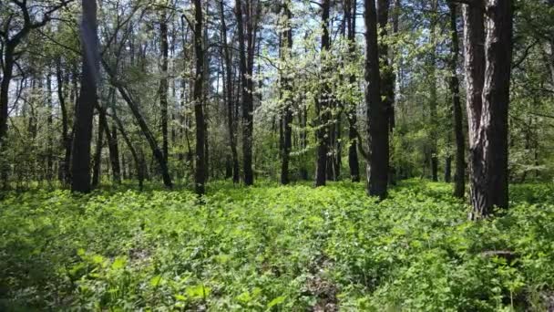 Bosque verde durante el día, vista aérea — Vídeos de Stock