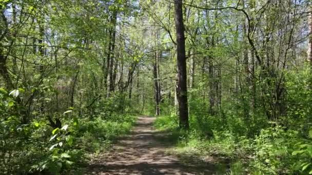 Зелений ліс протягом дня, вид з повітря — стокове відео