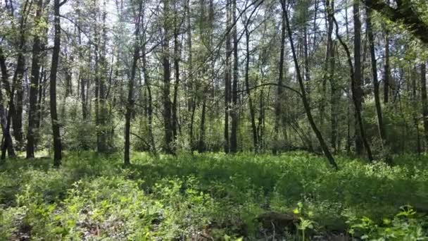 Bosque verde durante el día, vista aérea — Vídeos de Stock